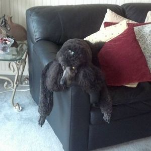 Meet your Posher, Monica